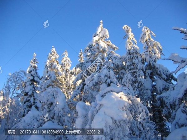 雪白的樹梢