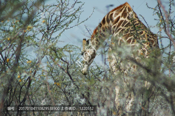 長頸鹿在Etosha