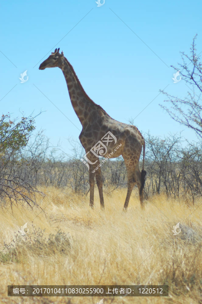 長頸鹿在Etosha