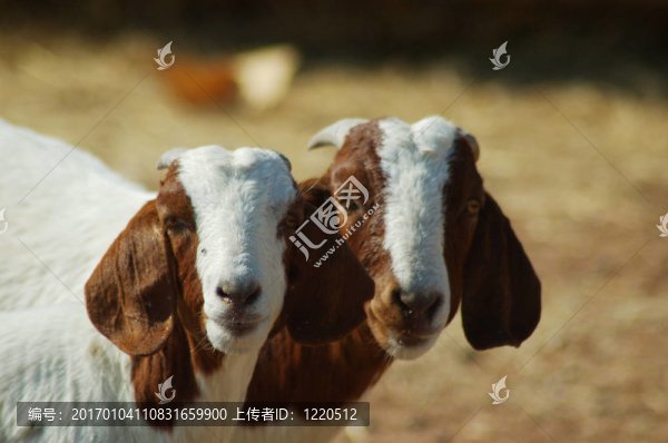 最好的朋友