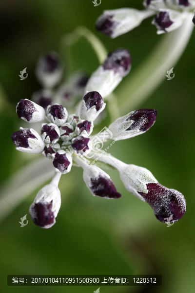 花closeup12