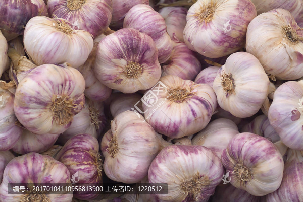 新鮮大蒜