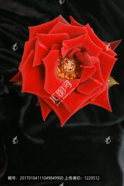 在黑玫瑰