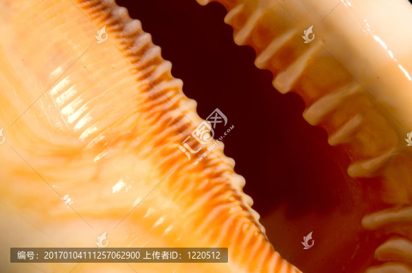 殼