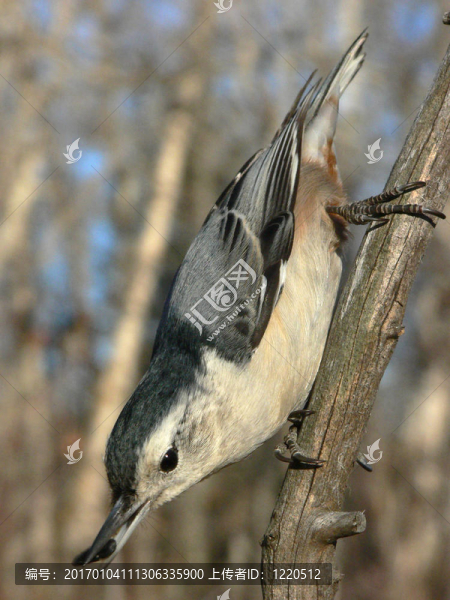 白胸鳾