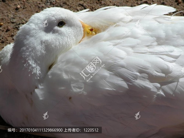 昏昏欲睡的鵝