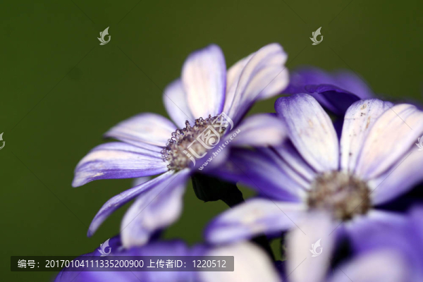 花的特寫(xiě)