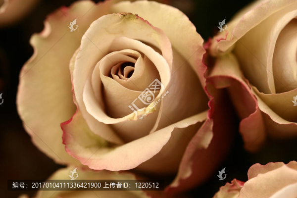 花的特寫