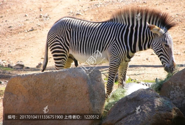 斑馬