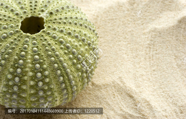 海膽和沙子