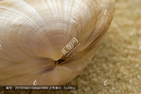 在沙灘上的貝殼，宏。