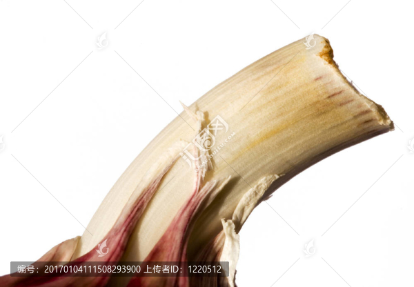 大蒜鱗莖