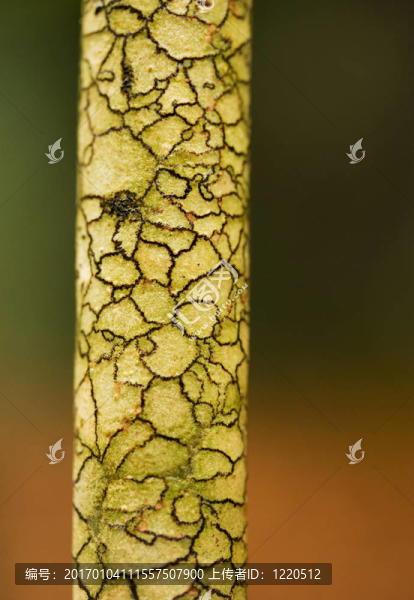 樹(shù)皮紋理