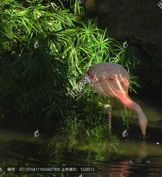 喂火烈鳥(niǎo)
