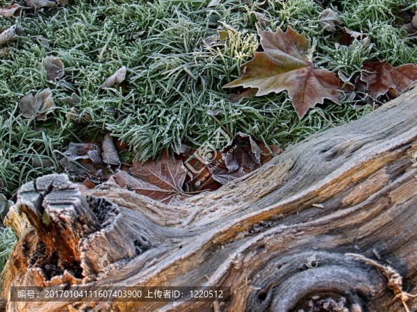 寒冷的早晨；日志