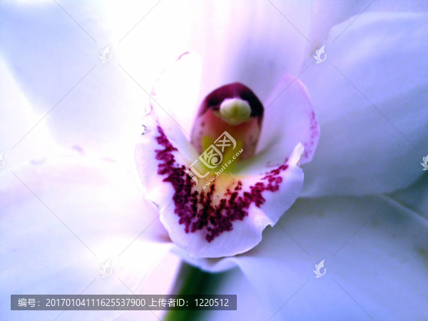 白蘭花