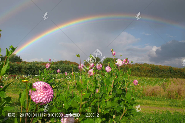 花