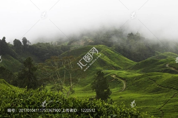 金馬倫高地茶園場(chǎng)