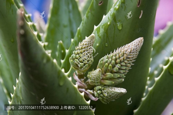 蘆薈花