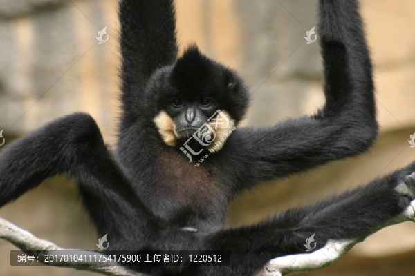 長(zhǎng)臂猿