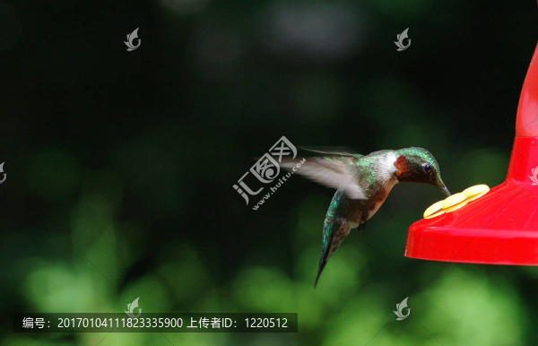 蜂鳥