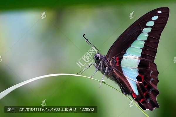 蝴蝶