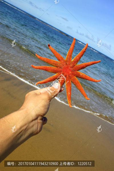 手和海星