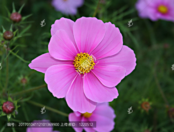 開(kāi)花的宇宙