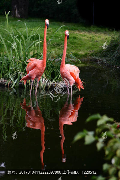 flamingo2