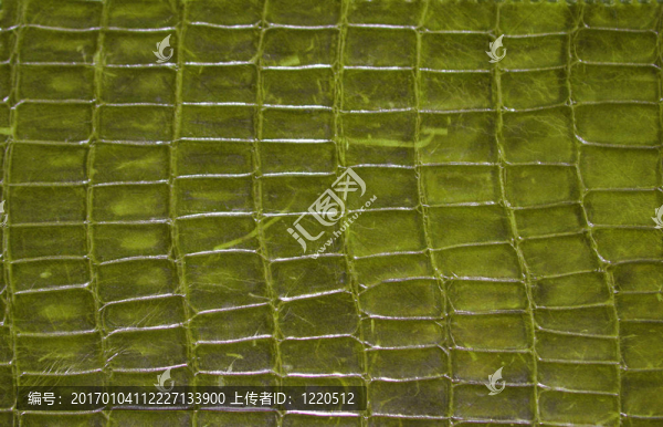 爬行動(dòng)物的皮膚