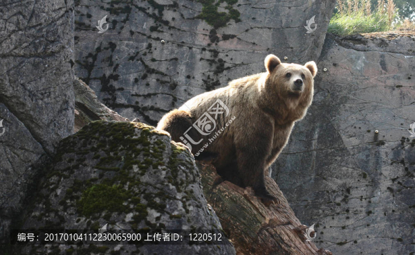 動(dòng)物園