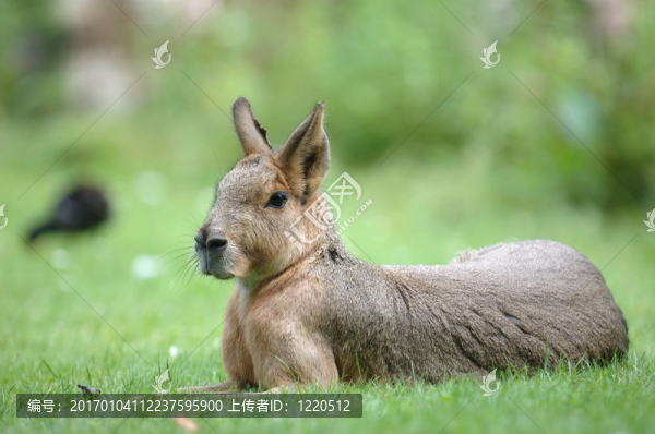 潘帕斯兔