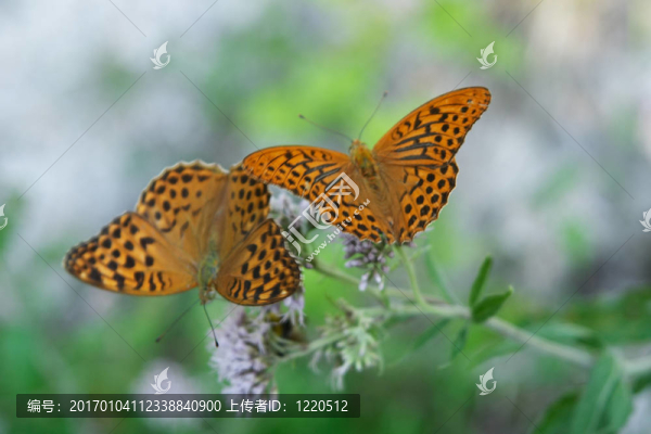 蝴蝶花