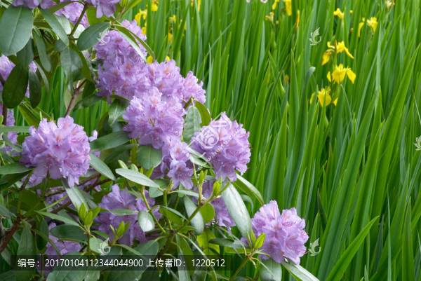 杜鵑花