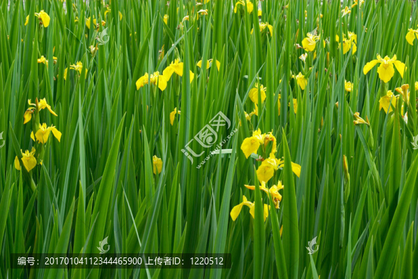 黃色的鳶尾花