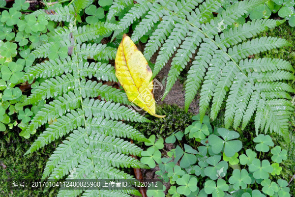 蕨類(lèi)植物和三葉草