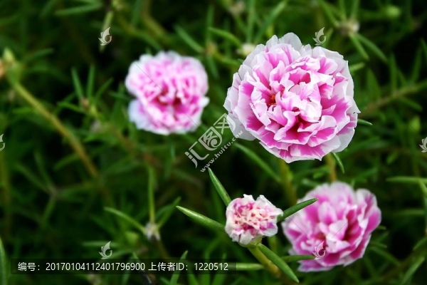 康乃馨花朵-匯圖網(wǎng) www.fosd68.com 康乃馨花朵