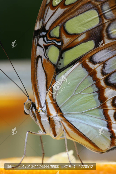 蝴蝶5-匯圖網(wǎng) www.fosd68.com 蝴蝶5