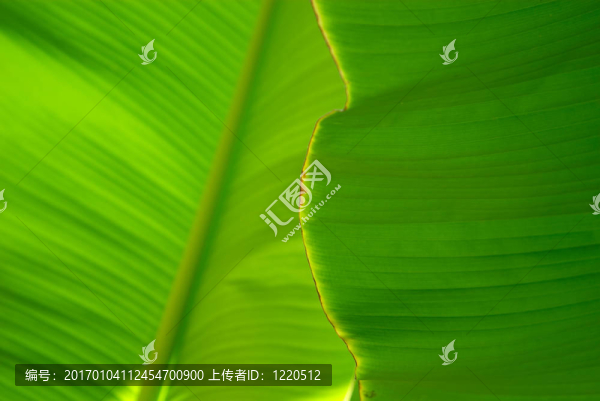 棕櫚樹的葉子