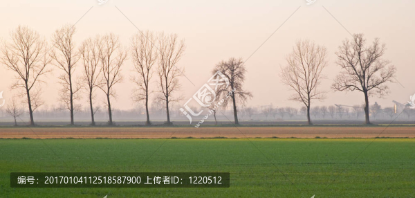 楊樹