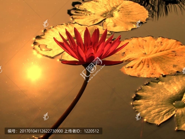 睡蓮池