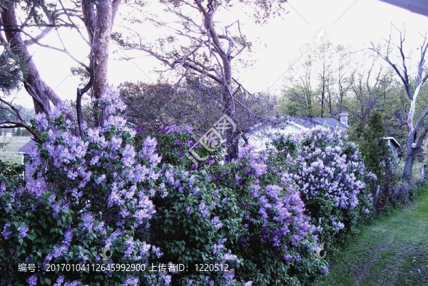 丁香花