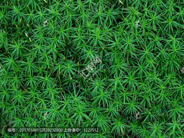 苔蘚