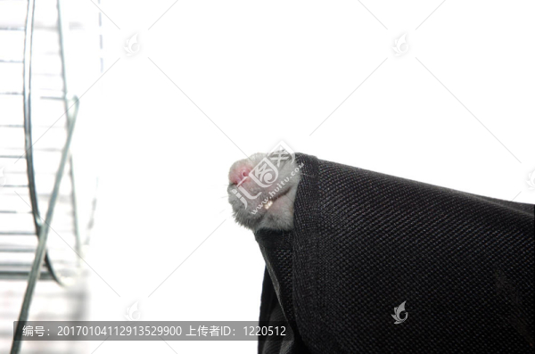 鼻子