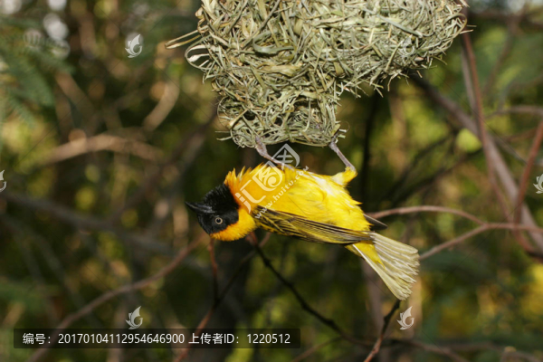 黃色的鳥(niǎo)