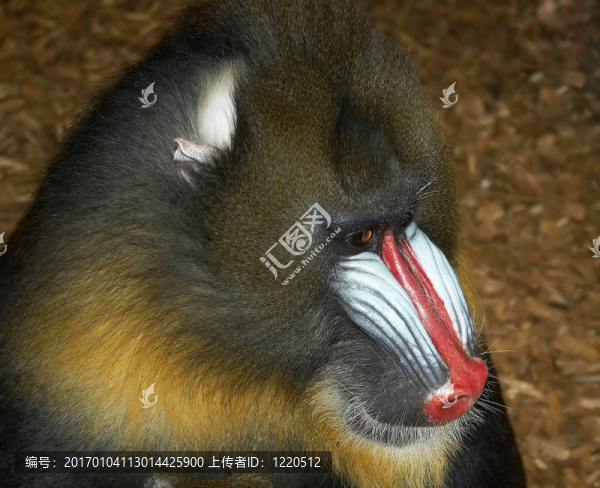 狒狒
