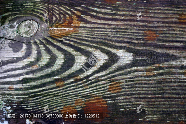 斑馬木-匯圖網(wǎng) www.fosd68.com 斑馬木