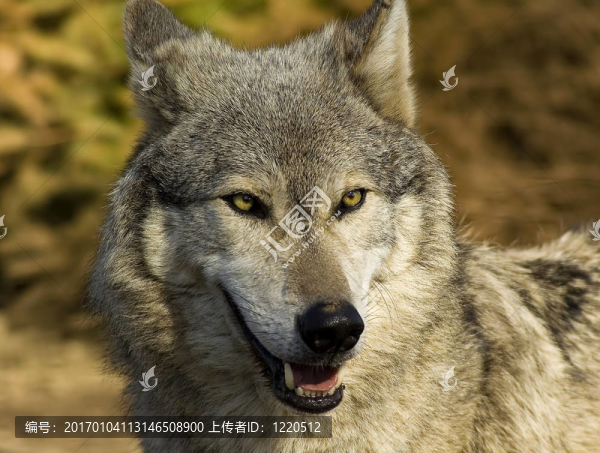 Wolf,Close