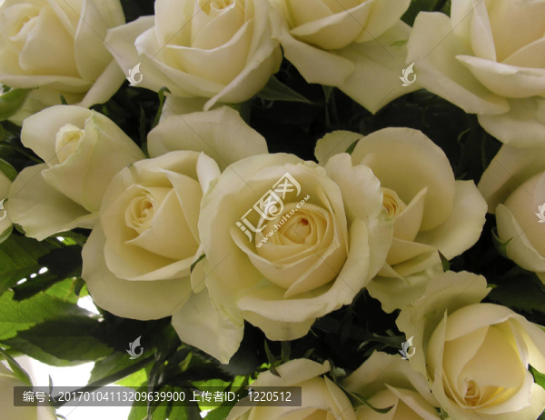 玫瑰-匯圖網(wǎng) www.fosd68.com 玫瑰