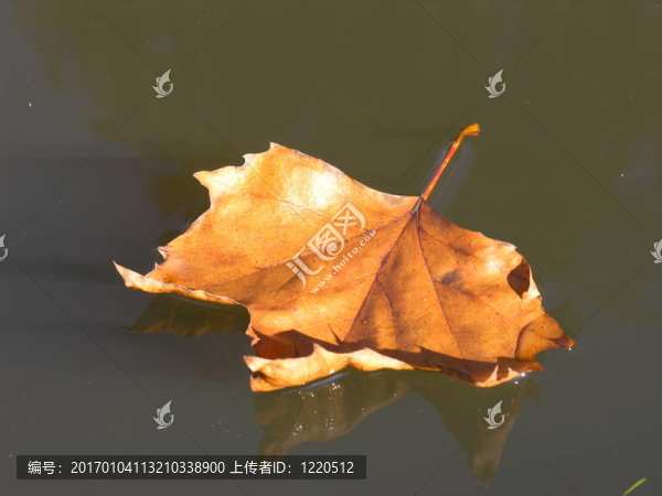 秋天-匯圖網(wǎng) www.fosd68.com 秋天